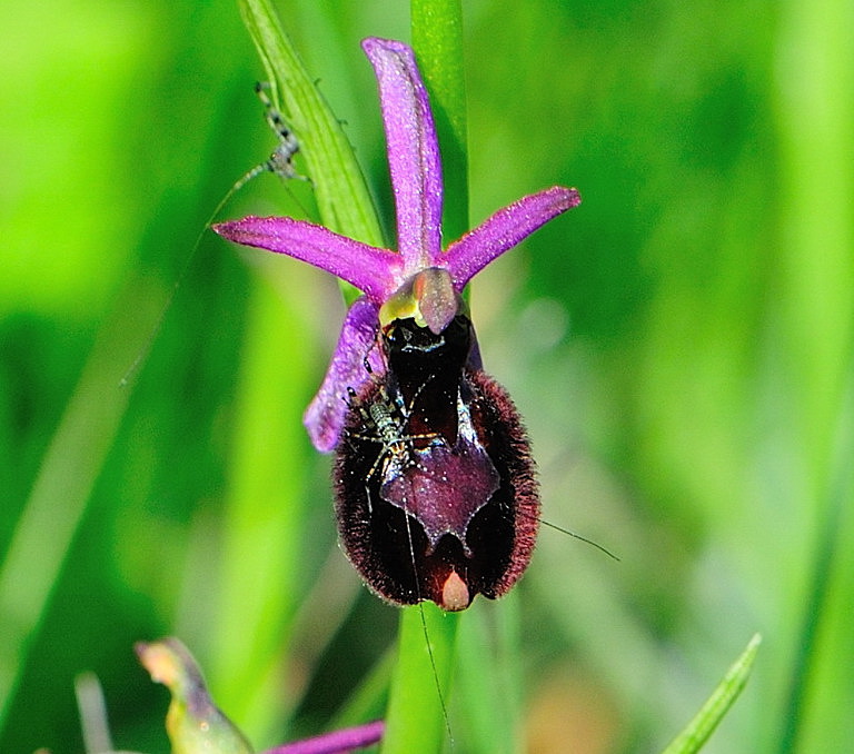 Ibrido tra Ophrys bertoloni subsp. benacensis e  Ophrys ...?